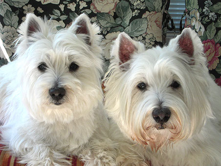 Westie rescue hot sale shelter