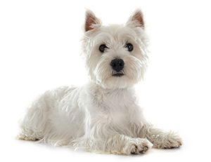 West highland terriers for adoption hot sale near me